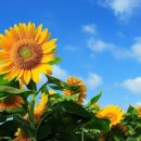 노화해바라기 이미지