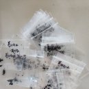 폴리세나 화이트 씨앗 나눔 이미지