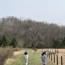 유아숲 | 인천대공원 유아숲체험 후기｜4월 3일 벚꽃 개화 현황