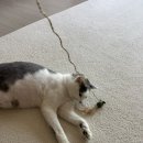 고양이집:고집 이미지