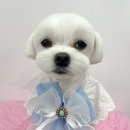 새하얗개 이미지