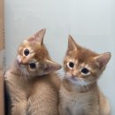 고양이가정분양 자체브리딩 니팅캣 이미지