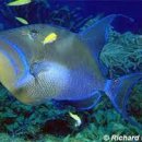 - 퀸 쥐취복 Queen Triggerfish 이미지