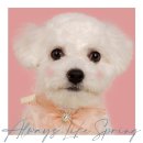 항상봄처럼 스튜디오 이미지