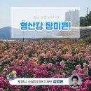 형산강 장미원 | 지금 당장 가야 해! 형산강 장미원