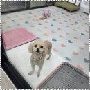 오키독키 이미지