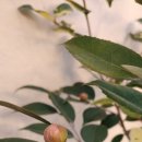 모모네집 이미지