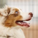 야당동물병원 이미지