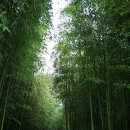 (4) 속삭임이 정겨운 태화강 십리대숲 이미지