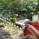 베스트샷 | 내돈내산 제주도 오설록티뮤지엄 베스트 세트 A 후기 &amp; 인생샷 꿀팁