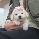 베리독 강아지고양이 평택본점 이미지