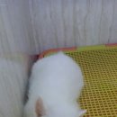 도꾸애견 이미지