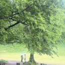 소길동백 | 제주 서쪽 카페 추천 | 뚜벅이로 가는 ‘이끼숲소길’ rain ⊹ coffee