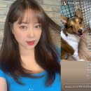 금조