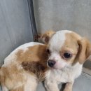 초일로20번길 이미지