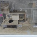 로던트클럽 강서마곡점 이미지