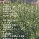 로즈메리2 이미지