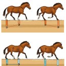 몽골 조랑말의 측대보(側對步)의 기적 이미지