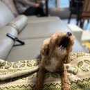 복터진 강아지 | 부산에서 미리 설! (+새해 복 많이 받으세요)