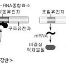 생물 모의고사 1 이미지