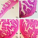 효모 (Saccharomyces cerevisiae)첨가 사료 16주 투여 귀족도미의 소화관 융털(villi)의 모양 이미지
