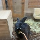 고양이마을 | 서울 고양이 카페 길고양이마을 성수협력점 솔직한 후기!