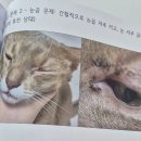 캣앤캣 고양이 병원 이미지