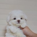 디어베어켄넬 이미지