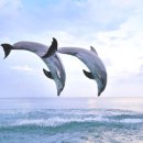 돌고래하우스 이미지
