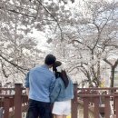 🌸2025 진해군항제 후기/ 4/4 벚꽃 만개 !! / 먹거리, 기념품, 사진 스팟 추천🌸
