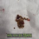 닥터호오 동물병원 | 방광 및 요도 결석 수술 케이스 (닥터호오동물병원, 대흥역동물병원, 마포역동물병원, 광흥창역동물병원)