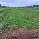 닛시농장 이미지