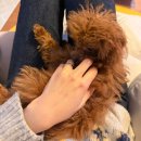 뚱강아지 | ‘26.01 월간 뚱참새 🧑🏽‍🍳🧆🏂