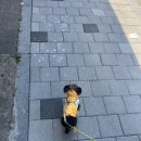 이모네 강아지 이미지