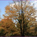 계수나무토끼한마리 이미지