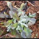 양산천변 이미지