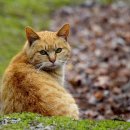 삼마네개냥이 이미지