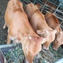 삼남매한우농장 이미지