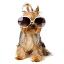 퍼스트독앤캣 이미지