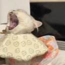 명덕동물병원 이미지