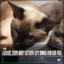 시끄러운 고양이 품종? 샴고양이 성격 털빠짐 수명 묘종 특징