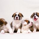 분당동물병원 이미지