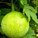 하늘타리 이미지