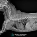 이상한나라앨리스치과의원 | 강아지가 계단을 피하던 이유, 우이동 동물병원 검사해 보니 슬개골탈구 4기였습니다