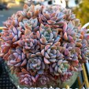 블루핀타워 이미지