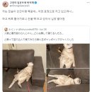 고양이 자는 모습 구경하다 철렁한 이유.jpg 이미지