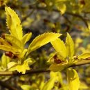 개나리온천 이미지