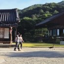 스테이영양둘째 | 금산 신안사 템플스테이 둘째 날 | 산사의 새벽예불 반짝이던 밤하늘