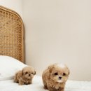 신도시켄넬 이미지