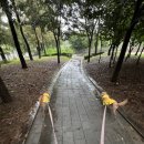 펫하임 | [2025.09.17~2025.09.19] 초코하임이와 강릉여행 (설송하녹)